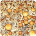 Псилоцибиновые (галлюциногенные)  грибы Psilocybin "Golden Teacher" в Ухте