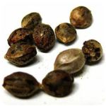 Семена марихуаны АК-47  (Seeds AK-47) в Ухте